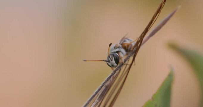 Solitary Nomia bee stretching on dry grass at sunrise; slow motion winter dawn warmup