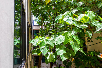 Fototapeta premium Tropical Panorama View From Window Over Patong And Lush Green Nature Phuket Thailand.