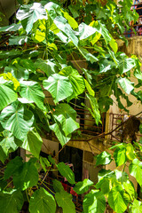 Fototapeta premium Tropical Panorama View From Window Over Patong And Lush Green Nature Phuket Thailand.