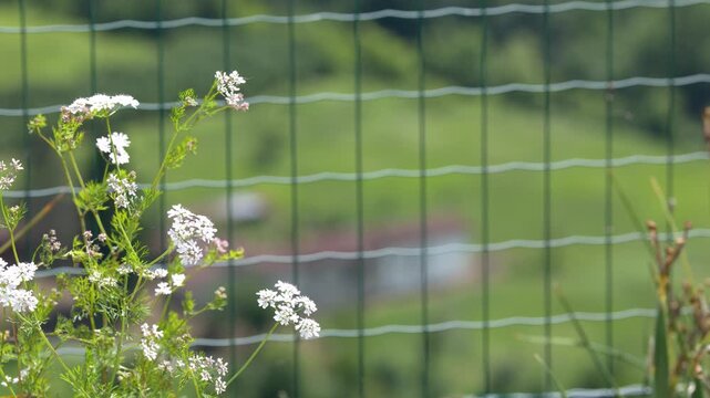 White Wildflowers Swaying Beside a Wire Fence in Rural Countryside