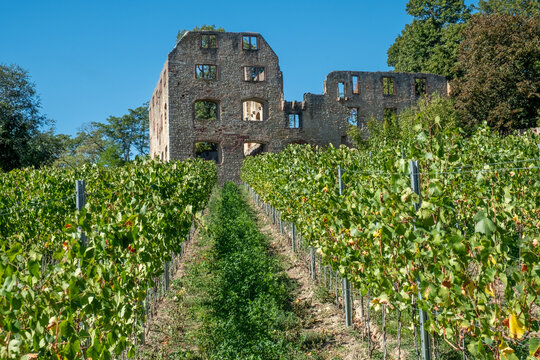 scenic view to historic castle ruin Landskron of Oppenheim, Germany with vineyards in front