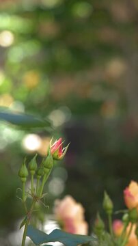 Close Up of Rose Buds in Sunlit Garden
