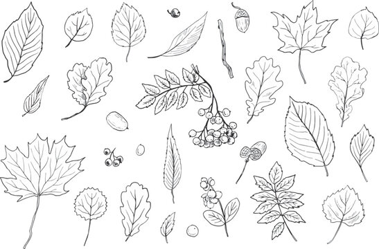 Adobe Illustrator Artwork、 leaves、葉っぱ、秋、木の実