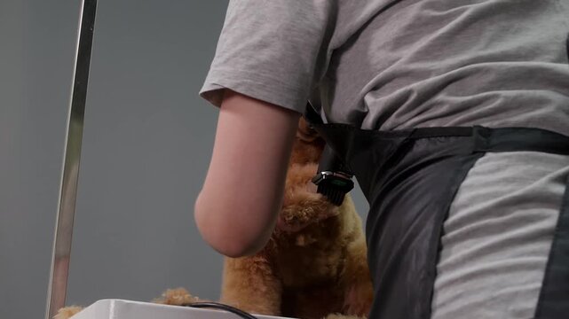 Professional groomer trims curly coat of apricot poodle using electric clippers in studio setting with neutral background, close up handheld shot of grooming process.