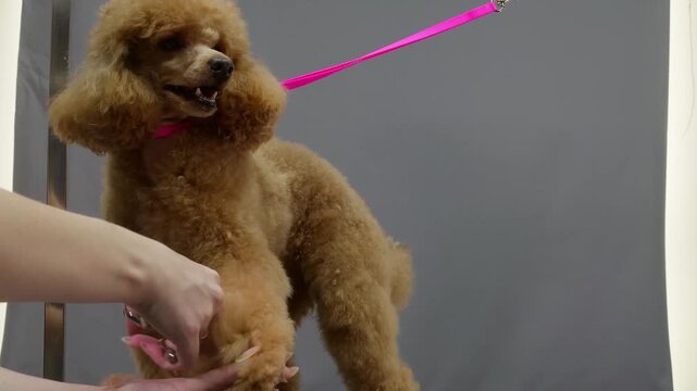 Woman grooms apricot poodle standing on table with pink leash, professional grooming environment with neutral gray backdrop, static camera framing dog during handler interaction.