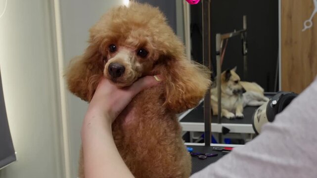 Groomer holds apricot poodle during haircut using electric clipper in pet salon with mirror backdrop, captured with slight camera movement around subject.