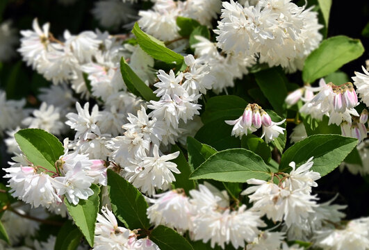 Flowering Deutzia gracilis (Japanese snow)