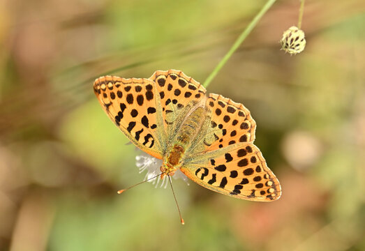 Queen of Spain fritillary (Issoria lathonia) butterfly on flower