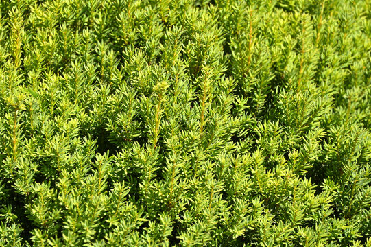 Taxus (Yew) plant, close-up as backdrop