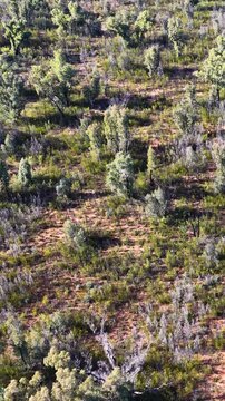 Aerial Overhead View of Australian Bushland and Regrowth Scrub