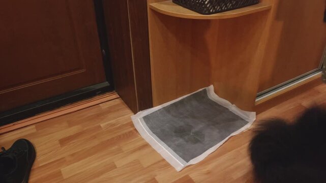 Black dog investigates gray pet mat on wooden floor near entryway, person in polka dot clothing visible in later frames, natural daylight illuminates scene.