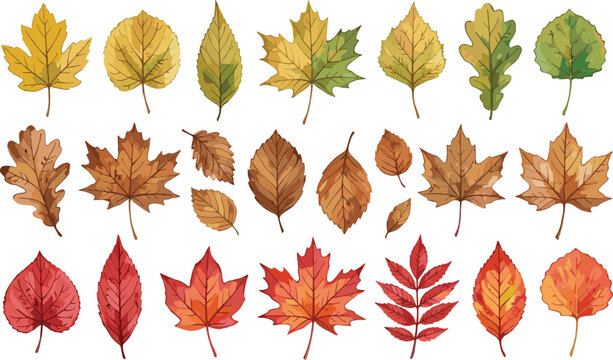 Detailed Watercolor Autumn Leaf Grid Collection Featuring Fresh Summer Green Golden Oak Textured Brown Birch and Vibrant Red Canadian Maple Foliage Clipart Pack