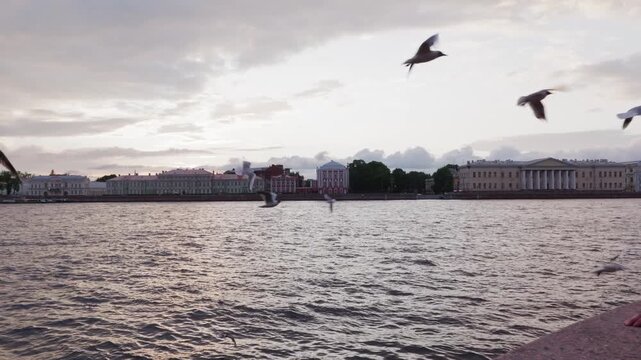 Multiple seagulls in flight over calm water with classical architecture lining distant shoreline, static camera capturing urban waterscape during overcast daylight.