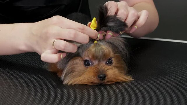 Woman arranges yellow ribbons in small terrier dog hair while grooming on dark table, close up detail shots of hands styling pet fur accessory