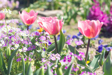 Fototapeta premium Beautiful pink tulip flowers at a park in Fukuoka, Kyushu, Japan. Focus on Tulip, blurred background