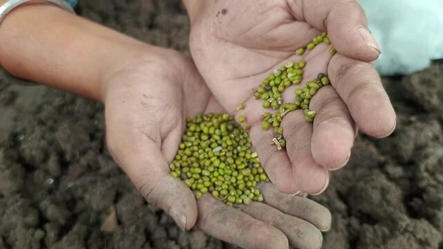Farmer Hands Pouring Green Gram Mung Bean Seeds for Sowing in Soil