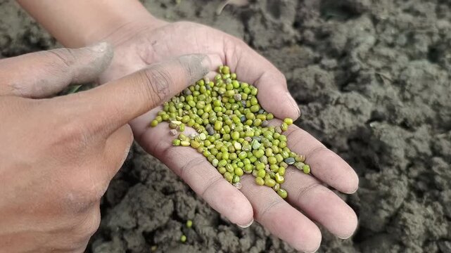 Farmer Hand Inspecting Green Gram Mung Bean Seeds Before Sowing in Field Soil