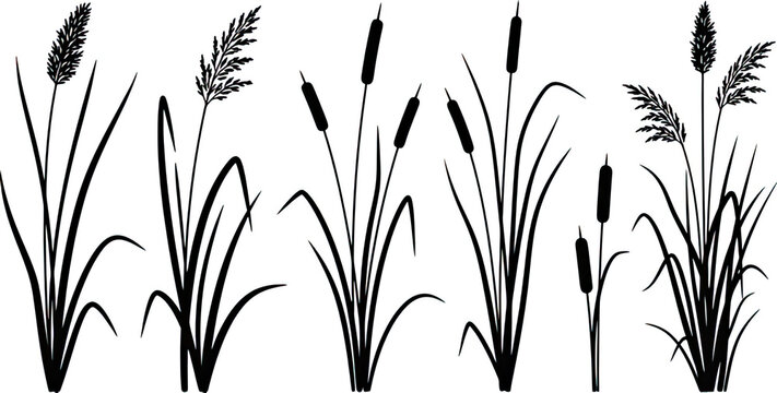 Reeds vector silhouette set, cattails and swamp grass collection, isolated botanical graphic elements