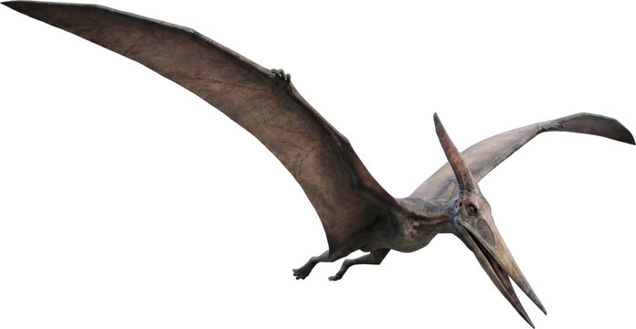 Pteranodon pterosaur flying with wide wingspan and crest on black background, prehistoric paleontology and flying reptile concept illustration