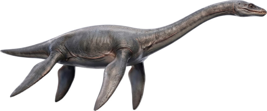 Plesiosaurus marine reptile swimming with long neck and four flippers on black background, prehistoric paleontology concept illustration
