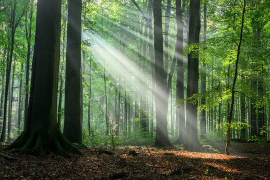 Sunny morning in the forest