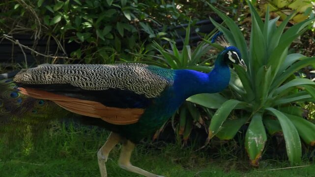 Male peacock walks through lush garden vegetation with blue body, patterned tail feathers, and elaborate eyespots visible, surrounded by flowering plants, vines, in natural daylight camera panning.