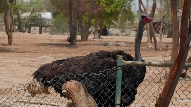 Large black ostrich lies in sandy enclosure behind chainlink fence within tree shaded farm or zoo setting, camera slowly pans revealing facility grounds, other animals in background.