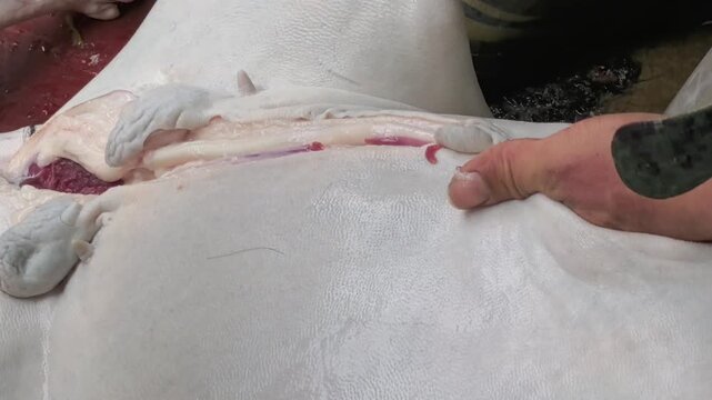 Rural documentary: Close-up of a goat carcass opened, showing internal fat, membrane, and organs during slaughter.