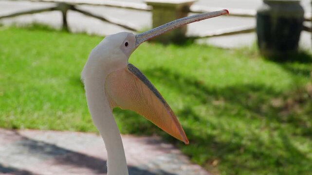 White pelican opens, closes, extends beak in slow sequence against blurred green garden backdrop, captured in bright daylight with shallow depth of field.