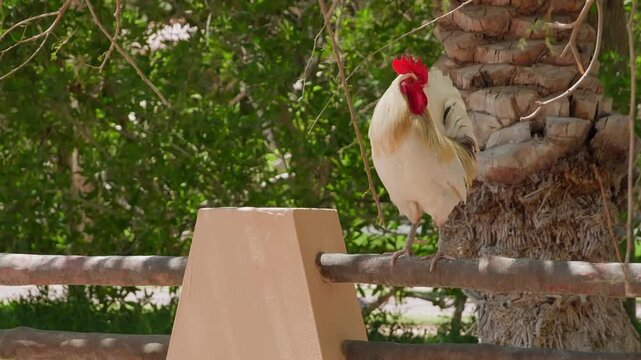 White rooster with bright red comb stands on wooden fence rail in garden setting surrounded by lush green foliage, static camera captures bird movements throughout sequence.
