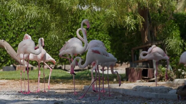 Multiple pink flamingos feed, graze, lower heads in shallow water at zoo enclosure surrounded by lush green trees, steady camera captures natural bird behavior.