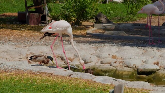 White flamingo bends to feed from shallow water channel while brown duck rests nearby in zoo enclosure with stone barriers, captured with static wide shot framing the natural behavior.