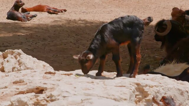 Black tan dog investigates ground while resting people observe in desert landscape, static camera framing natural behavior, exploration concept.