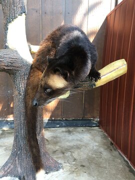An Asian palm civet lies draped over an artificial tree branch within an enclosure.