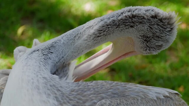 Pelican displays detailed grooming behavior, preening feathers with long bill among blurred green grass background, natural daylight close up footage.
