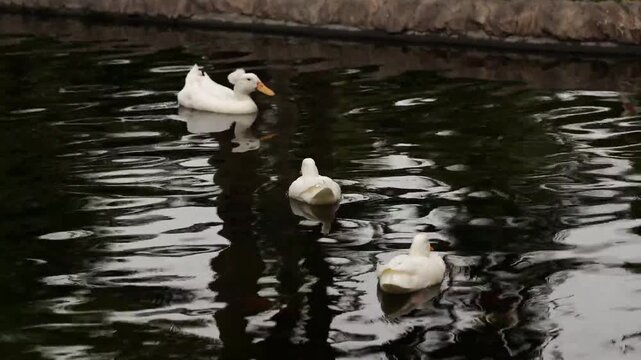 Three white ducks swimming together on the surface of a pond, creating gentle ripples and reflections in the dark water. Peaceful outdoor scene showing natural waterfowl behavior.
