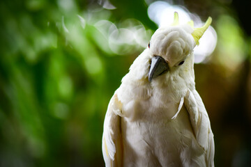 white cockatoo parrot © Siri.P
