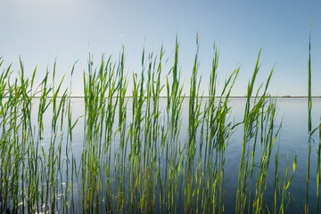 Obraz premium Tall Reeds Standing Against Open Water, Natural Greens