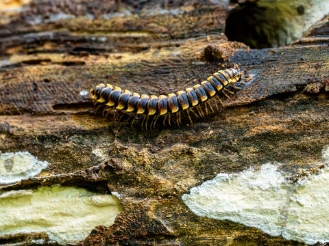 Banded Millipede Crawling Across Decaying Wood