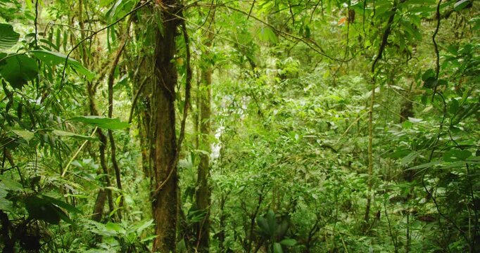 Dense green Costa Rica rainforest vegetation seen along remote jungle trail during summer travel