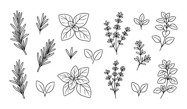 Mediterranean Herb Line Drawing Vector Set Featuring Rosemary Basil Thyme and Oregano