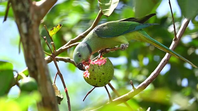 blue winged parakeet eating guava, parrot on a tree branch 