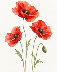 Obraz premium Delicate watercolor red poppies with slender green stems