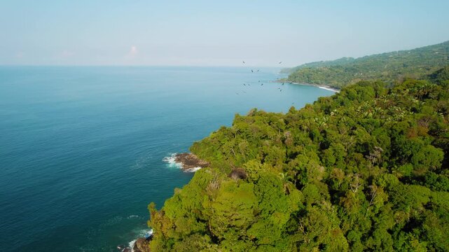 Flock of eagles soars over green forested hillside meeting blue ocean along Costa Rica coastline