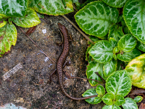 Long-Tailed Skink Resting on Concrete Among Tropical Foliage