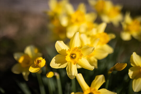 Vibrant Yellow Daffodils Blooming Brightly Outdoors