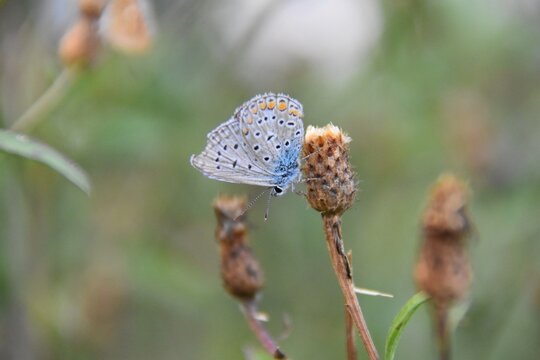 butterfly on a flower