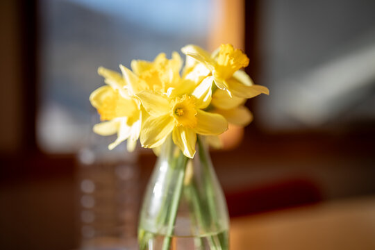 Bright Yellow Daffodils Vase Sunlit Room