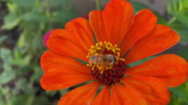 bee on flower_02