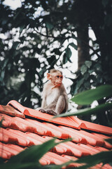 Indian monkey on a rooftop © Sumit